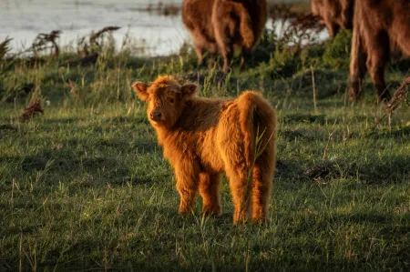 Prairie sous lumière dorée image libre de droit