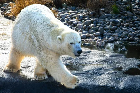 Un ours marchant sur les rochers. image libre de droit