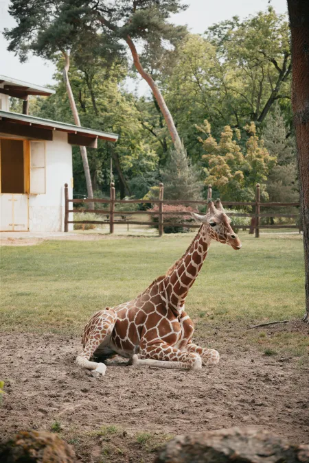 Girafe image libre de droit