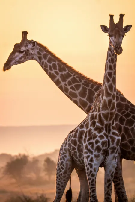 Girafe image libre de droit