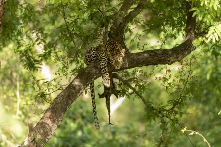 Léopard reposant sur arbre image libre de droit