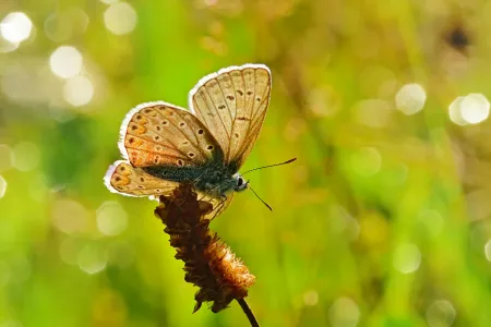 Papillon posé sur fleur image libre de droit