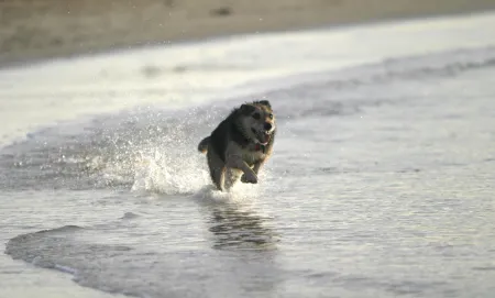 Chien courant sur plage image libre de droit
