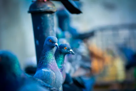 Pigeons image libre de droit