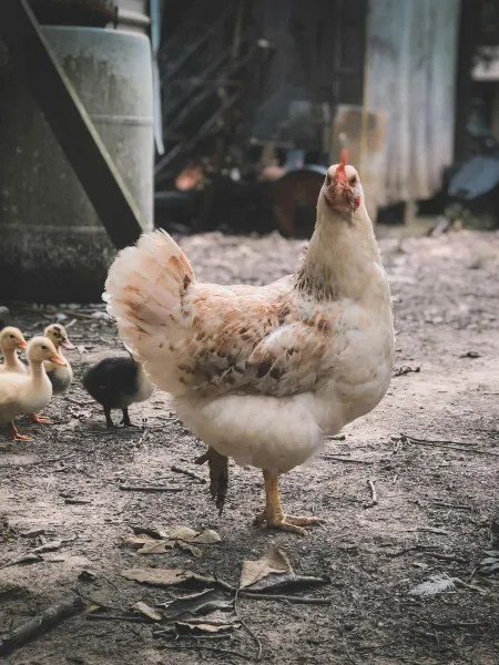 Une poule avec ses poussins image libre de droit