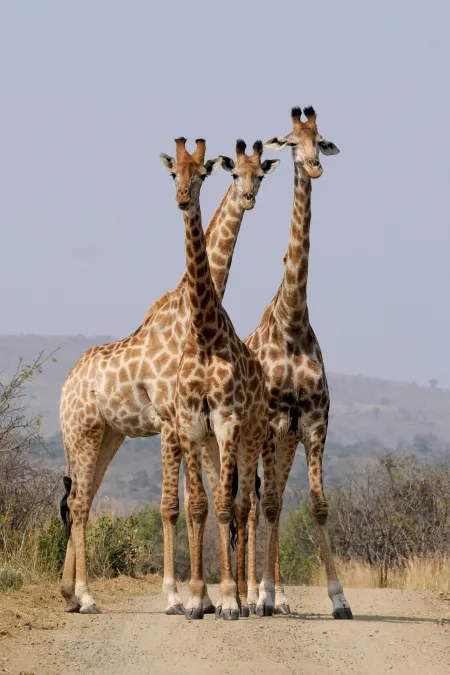 Des girafes image libre de droit