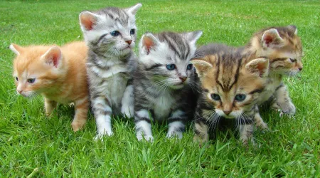 Des chatons image libre de droit