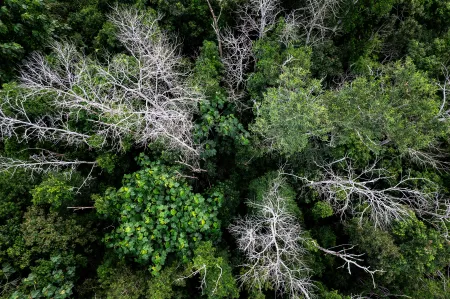 Une forêt vue du ciel image libre de droit