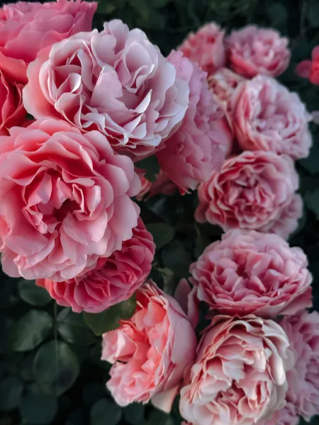 Des fleurs roses image libre de droit