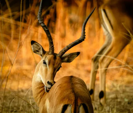Une gazelle image libre de droit