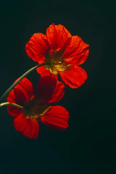 Une fleur - équidé