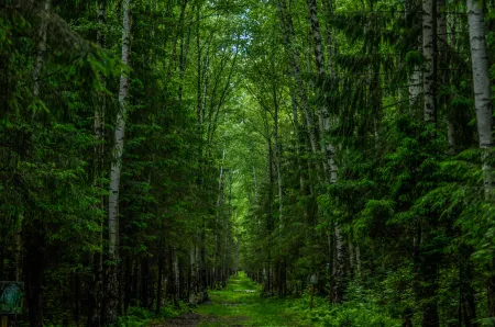 Une forêt image libre de droit