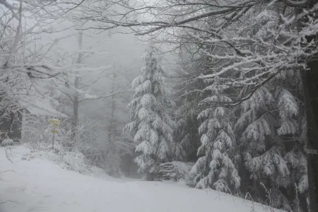 Une forêt de neige image libre de droit