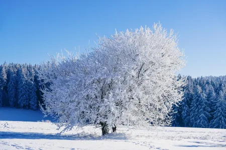 Un arbre dans la neige image libre de droit
