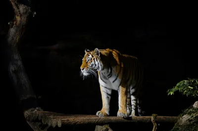 Tigre majestueux dans l’ombre de la jungle