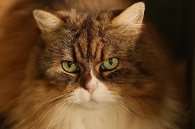 Portrait rapproché d’un chat aux yeux verts