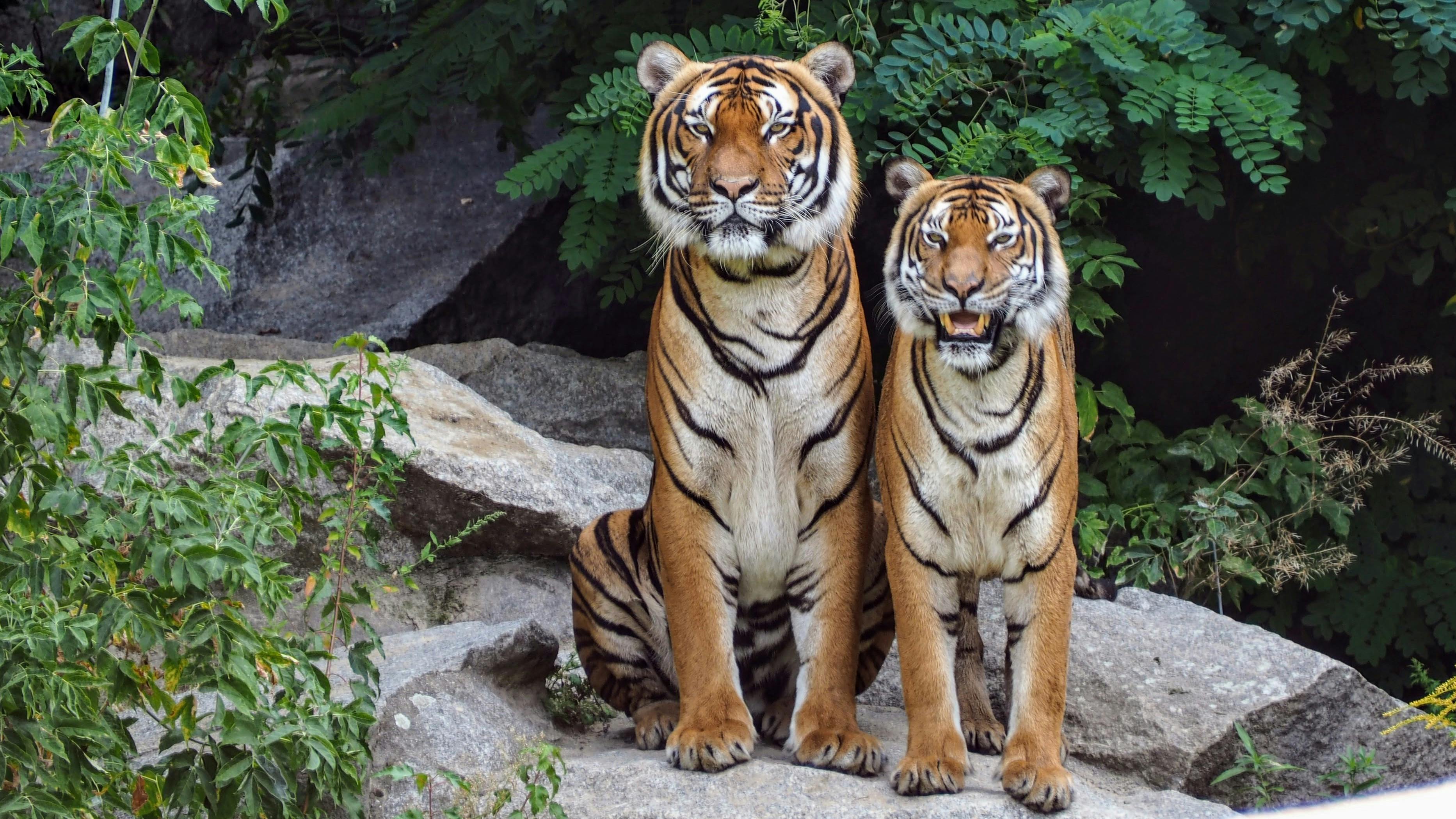 Un couple de tigre